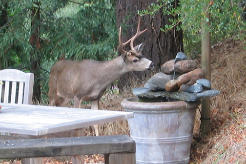 Deer drinking from fountain