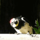 Christmas Woodpecker